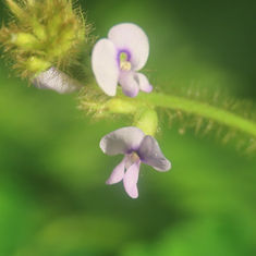 Calopo (Calopogonium mucunoides)