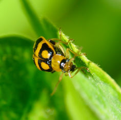 Cerotoma ruficornis
