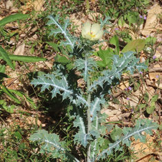 Prickly Poppy (Argemone ochroleuca)