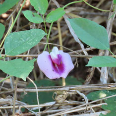 Genus Centrosema