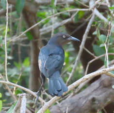 Great-tailed Grackle (Quiscalus mexicanus)