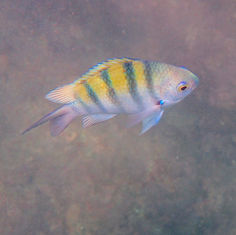 Panamic Sergeant Major (Abudefduf troschelii)