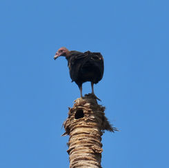 Turkey Vulture (Cathartes aura)