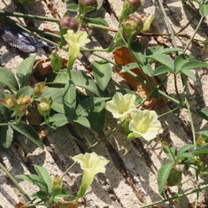 Rock Rosemary (Distimake quinquefolius)