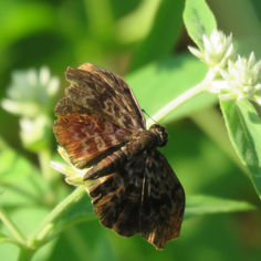 Widespread Bent-Skipper (Cycloglypha thrasibulus)