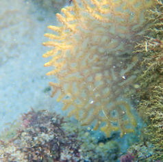 Genus Pacifigorgia