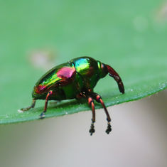 Jewel Weevil (Eurhinus magnificus)