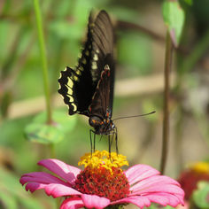 Polydamus Swallowtail (Battus polydamas)