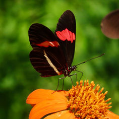 Red Postman (Heliconius erato)