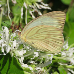 Great Southern White (Ascia monuste)