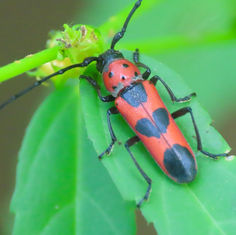 Tylosis puncticollis - Longhorn Beetle