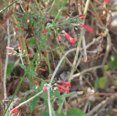 Antiqua Sage (Russelia sarmentosa)
