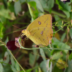 Marcellina Sulphur (Phoebis marcellina)