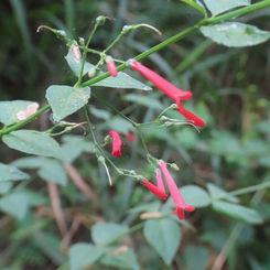 Antiqua Sage (Russelia sarmentosa)