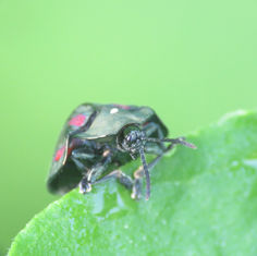 Stolas punicea - Tortoise Beetle