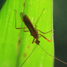 Red Bull Assassin Bug