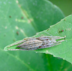 Eustala Orbweaver Spider