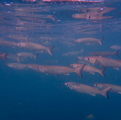 Common Mullets (Genus Mugil)