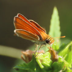 Southern Skipperling (Copaeodes minima)