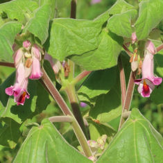 Cat's Claw (Martynia annua)