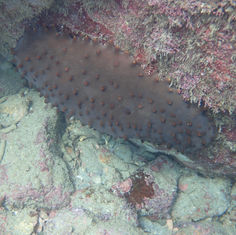 Brown Sea Cucumber (Isostichopus fuscus)