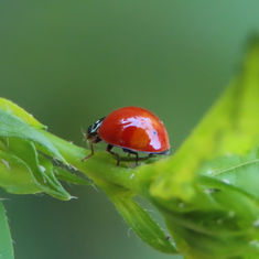 Spotless Lady Beetle (Cycloneda sanguinea)