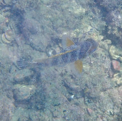 Mexican Nightsergeant (Abudefduf declivifrons)