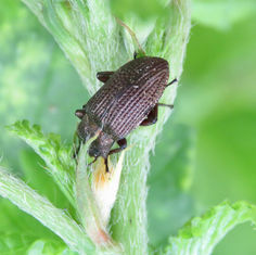 Darkling Beetle (Genus Dinomus)