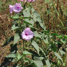 Bush Morning Glory (Ipomoea carnea)