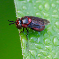 Menidon falcatus - Ant Fly