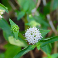 Crusea parviflora