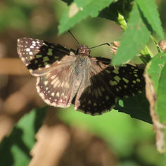 Tropical Checkered Skipper (Burnsius oileus)