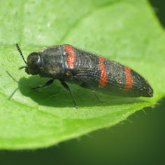 Acmaeodera trizonalis