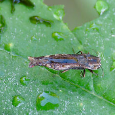 Agrilus langei