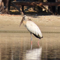 Wood Stork (Mycteria americana)