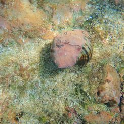 Thorn Latirus (Opeatostoma pseudodon)