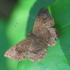 Genus Calephelis - Metalmark Butterfly