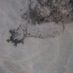 Sandy Sea Cucumber (Holothuria inornata)