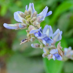 Calopogonium caeruleum