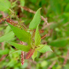 Shrubby Copperleaf (Acalypha phleoides)