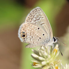 Ceraunus Blue (Hemiargus ceraunus)