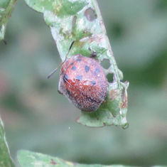 Tortoise Beetle (Genus Chelymorpha)