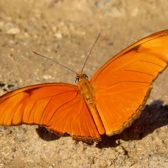 Julia Heliconian (Dryas iulia)