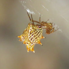 Spined Micrathena (Micrathena gracilis)