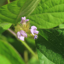 Calopo (Calopogonium mucunoides)