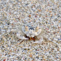 Gulf Ghost Crab (Ocypode occidentalis)