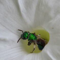 Sweat Bees (Tribe Augochlorine)