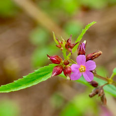 Melochia pyramidata (Pyramid Flower)