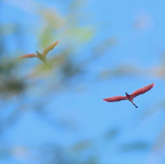 Roseate Spoonbill (Platalea ajaja)