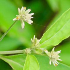 Gomphrena Weed (Gomphrena serrata)